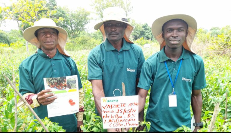 Tomato SHANTY F1 - Côte d'Ivoire