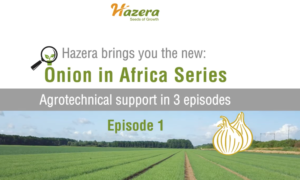 Onion in Africa