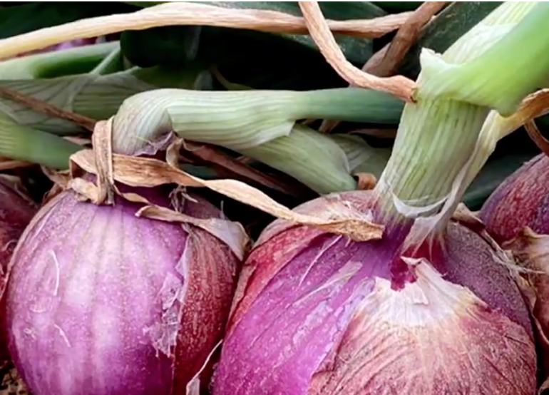 Quartz Onion in Senegal