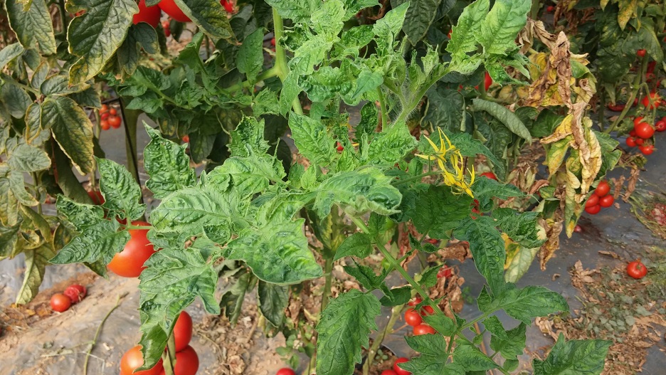 ToBRFV in Tomato Plants