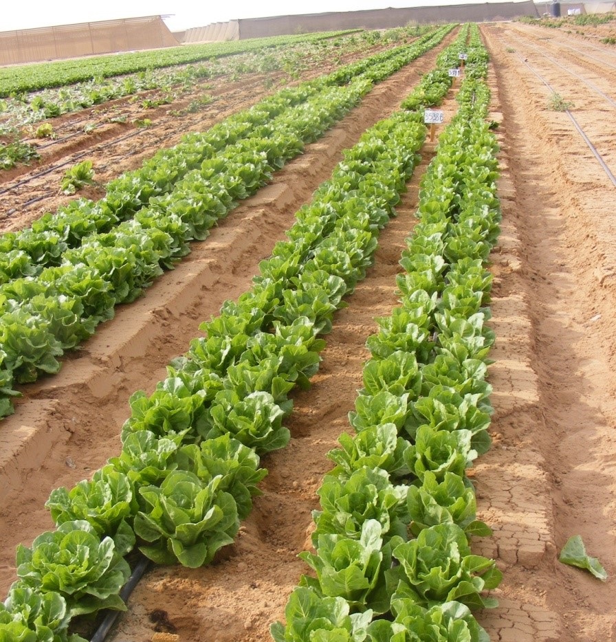 Development of Fusarium-Resistant Lettuce Varieties