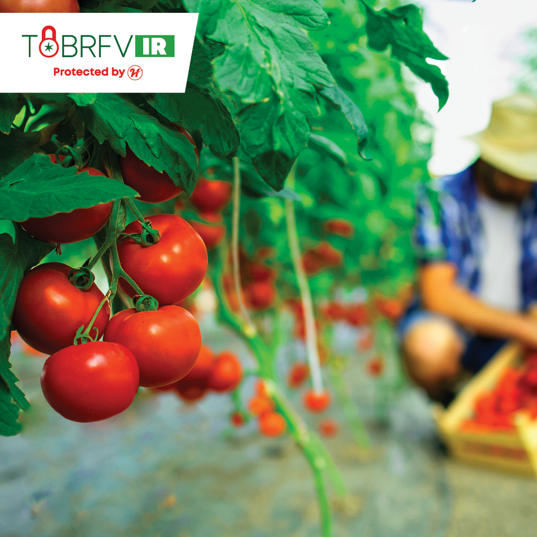 Hazera launches ToBRFV resistant varieties in Mexico
