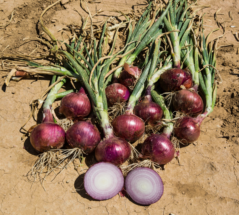 Basic guidelines for soil preparation and onion sowing - Africa