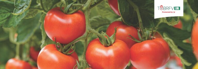 Leading the way in Performance and Protection: Alejandro Szechtman on Hazera’s Tomato Strategy